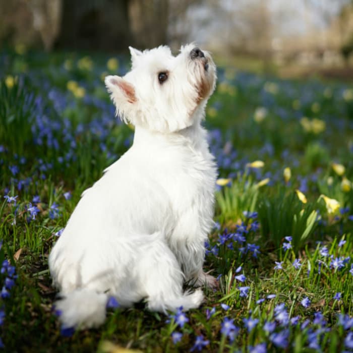 Pongo Karim KC (Kennel Club)