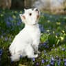 Pongo Karim KC (Kennel Club)